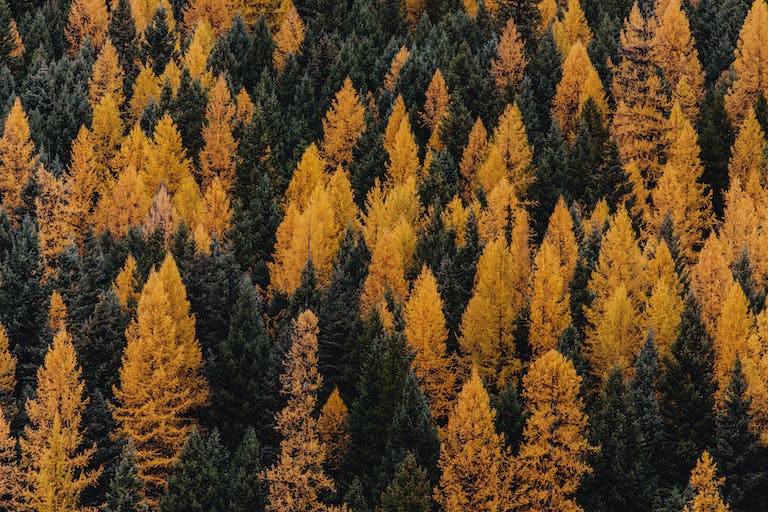 Content Marketing: Crafting Engaging Autumn-Themed Campaigns